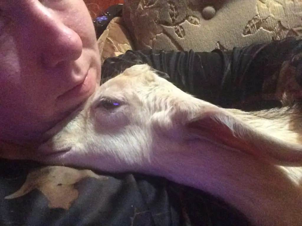 goat cuddling in house